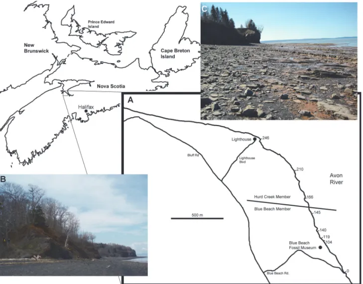 Fig 1. Location of Blue Beach. A, map of the shore line cliff along the Avon River Estuary where Horton Bluff Formation strata are exposed (continuing into the intertidal zone); B, Oldest beds (Hurd Creek Member) at the base of the section showing the road