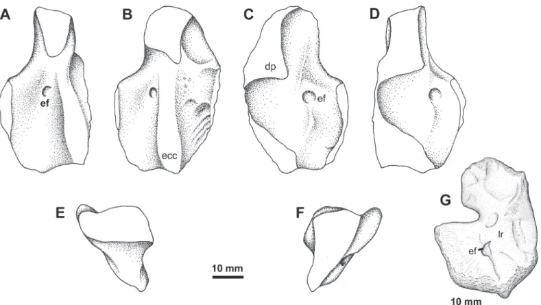 Fig 3. Humerus Type 1. A-F, YPM PU 23545, right humerus in A, oblique posterior, B, dorsal, C, ventral, D, oblique ventral, E, proximal, and F, distal views.