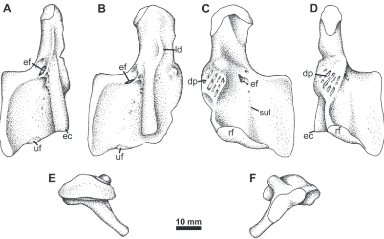 Fig 5. Humerus Type 2. RM 20.6707, right humerus in A, oblique posterior, B, dorsal, C, ventral, and D, oblique posterior views