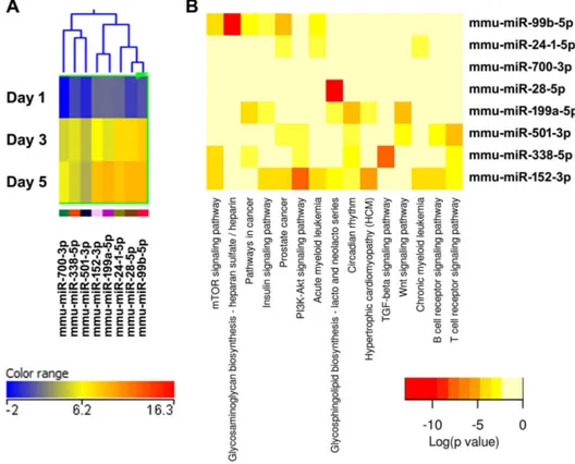 Figure 9. Cluster 7, miRNAs most up-regulated during osteoclastogenesis. (A) miRNA expression heat map