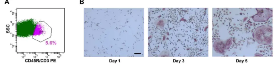 Figure 1. MACS sorting depleted lymphocytes from bone marrow-derived osteoclast cultures