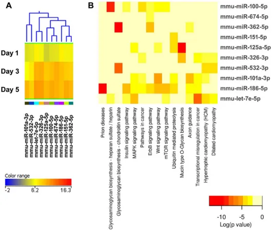 Figure 5. Cluster 3, modestly expressed miRNAs up-regulated during osteoclastogenesis