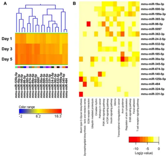 Figure 6. Cluster 4, well expressed miRNAs up-regulated during osteoclastogenesis. (A) miRNA expression heat map