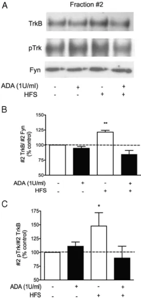 Figure 9. High-frequency stimulation of hippocampal slices induces TrkB translocation and increases pTrk staining in lipid rafts in an adenosine-dependent manner