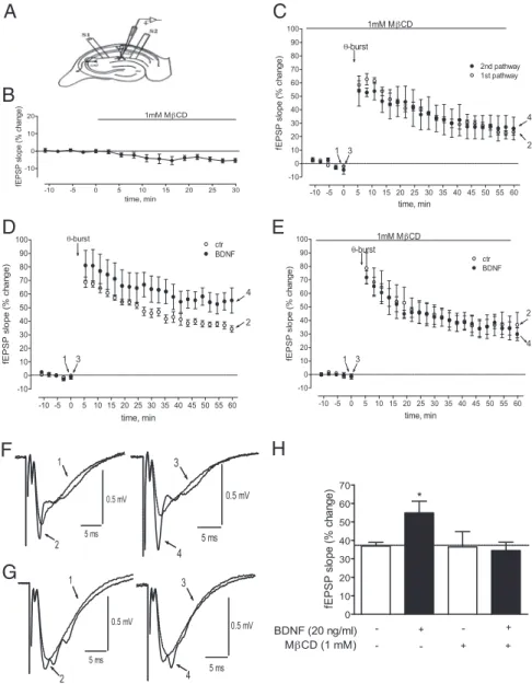 Figure 10. BDNF enhances long-term potentiation in a lipid raft-dependent manner. A, Schematic representation of a trans- trans-verse hippocampal slice with the electrode configuration used to record fEPSPs in the CA1 apical dendritic layer (stratum radiat