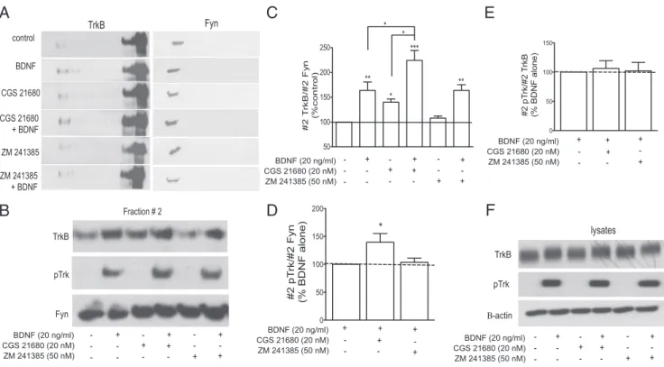 Figure 4. A 2A receptors are not required for maximal BDNF-induced TrkB translocation to lipid rafts