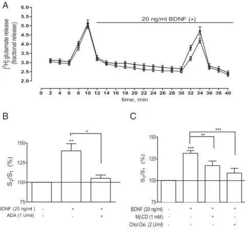 Figure 8. BDNF increases glutamate release in an adenosine- and lipid raft-dependent manner.A, Averaged time course of [ 3 H]