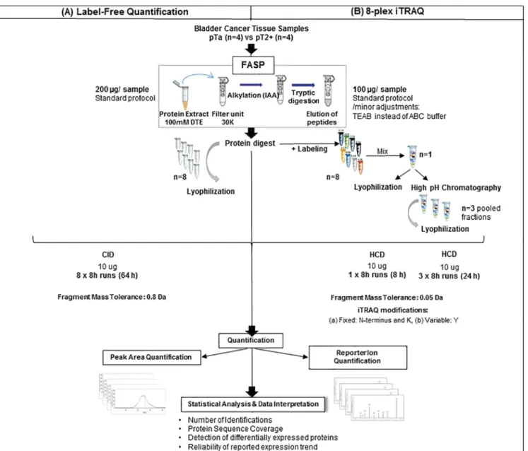Fig 1. Experimental workflow. The applied workflow for sample preparation and data analysis for LFQ and iTRAQ quantification is graphically depicted.