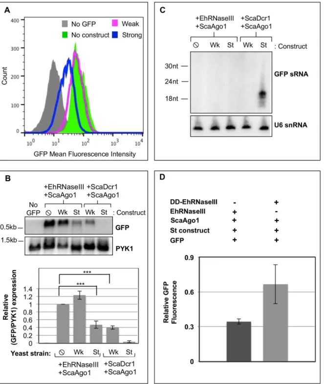 Fig 5. EhRNaseIII and ScaAgo1 mediate partial silencing of GFP. GFP-positive S. cerevisiae transformed with Myc-EhRNaseIII and S