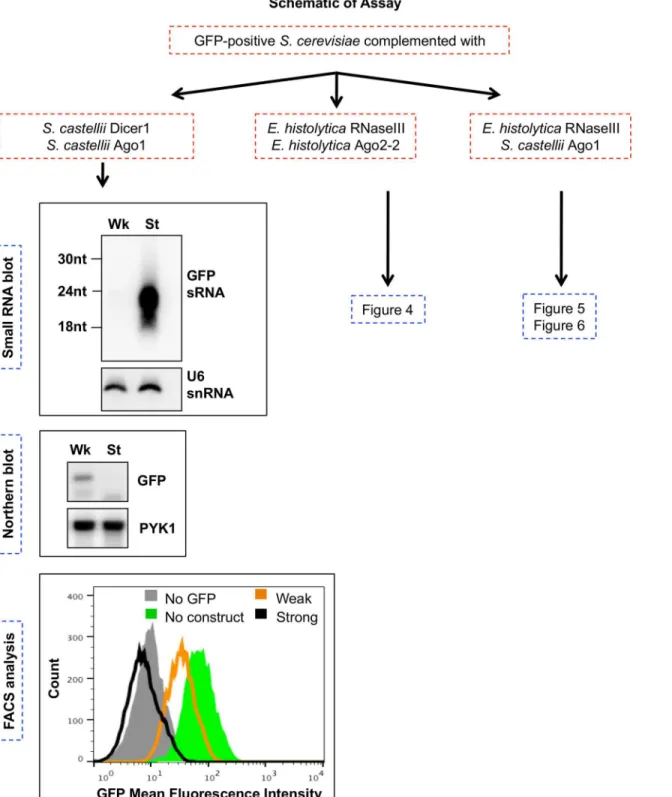 Fig 3. Schematic of RNAi reconstitution assays in S. cerevisiae. Flow chart of experiments in which GFP-positive S