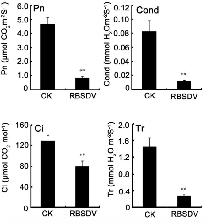 Figure 5.  Effects of RBSDV infection on the Pn, Cond, Ci and Tr in rice plant at 50 dpi