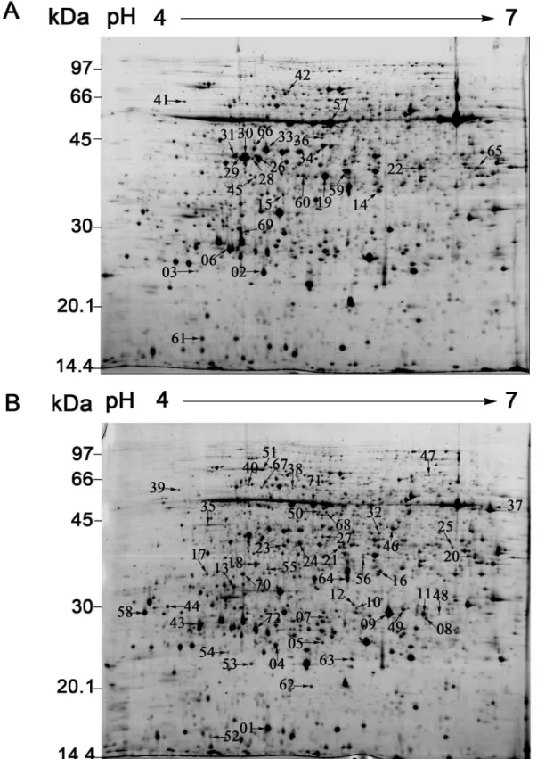Figure 2.  The mock- and RBSDV-infected rice proteomes display 72 differentially expressed protein spots