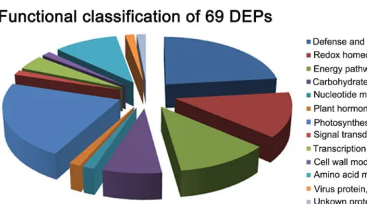 Figure 3.  Classification of the differentially expressed proteins (DEPs).  A, functional classification of the 69 DEPs in RBSDV- RBSDV-infected rice plant