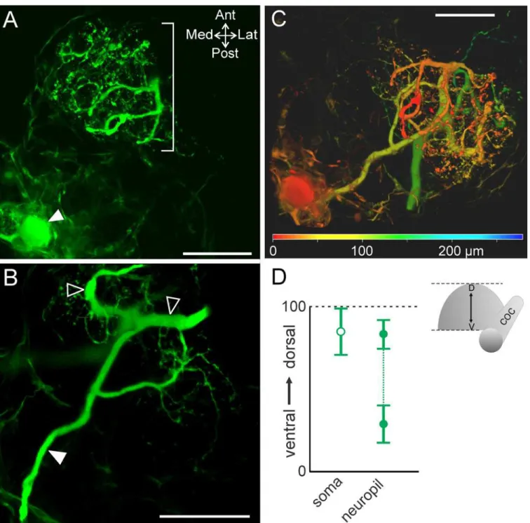 Fig 3. MCN1 neurite size differs across the dorsoventral axis. (A) Volume rendering of MCN1 soma (filled arrow) and smaller neurites (bracket) in the most dorsal portion of the neurite arborization (volume rendering of z-stack: 46 optical slices, 1.0 μm in