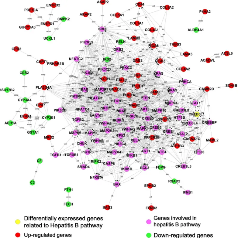 Fig 4. Interaction networks between DEGs and genes involved in the Hepatitis B pathway