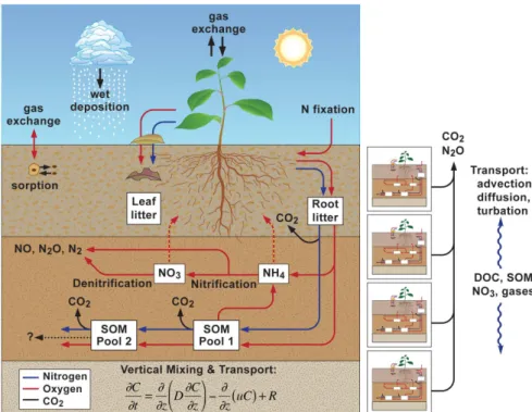 Fig. 1. Model structure of CLM4-BeTR: the example is based on the carbon and nitrogen cycles.