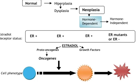 Figure 1.1 – The evolution of a breast cell from normal to the neoplastic phase. Adapted from Jorge  R