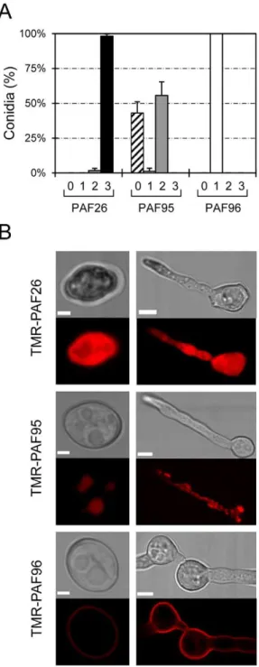 Figure 2. Localization of fluorescently labeled PAF peptides in N. crassa cells. (A) Percentage of conidial population that do not show any TMR-peptide fluorescence signal (class ‘‘0’’, striped bars), or show TMR-peptide fluorescence limited to cell envelo