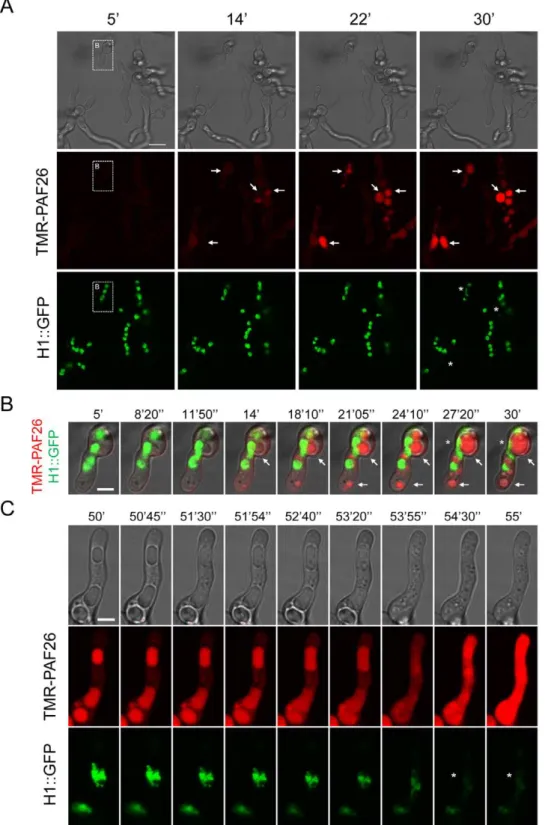 Figure 5. Interaction and internalization of TMR-PAF26 in A. fumigatus . (A) Sequential images show the interaction and internalization of 5 mM TMR-PAF26 (in red) in actively growing conidial germlings of A