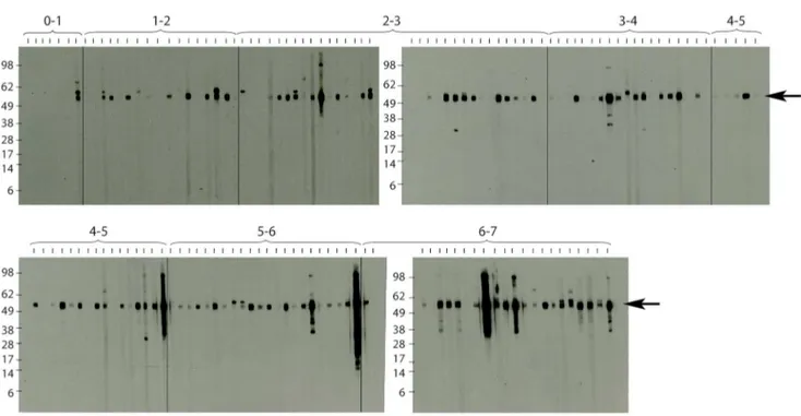 Figure 5. Changes in anti- M. ulcerans 18 kDa shsp IgG titres in sequentially collected serum samples