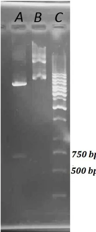 Figure  1.  Restriction  digestion  analysis  of  the  pET-22b-hscFv  construct. 