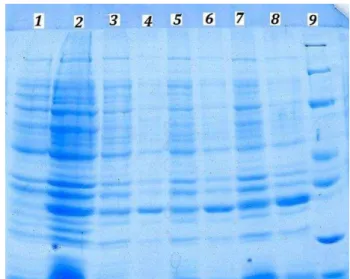Figure  2.    SDS-PAGE  analysis  of  hscFv  expression  in  supernatant and pellet. Comparing to pellet the amount of hscFv  in supernatant is ignorable