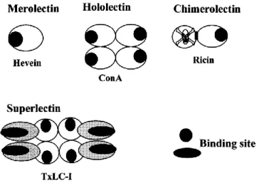 Figure 1. Schematic representation of merolectins, hololectins,  chimerolectins, and superlectins  