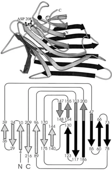 Figure 2. 3D structure of legume lectin monomer (top)  and topology diagram of the legume lectin fold 