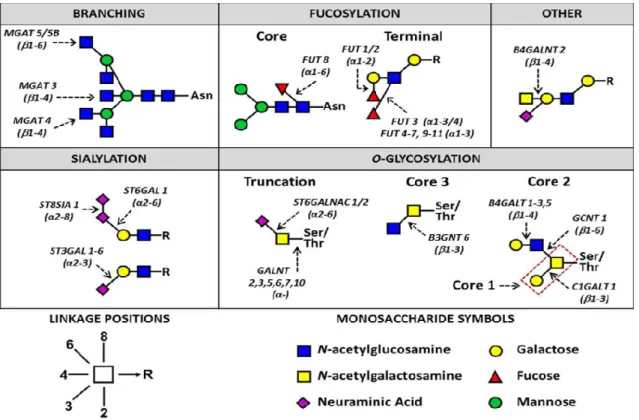 Figure 7. N-and O-glycan changes in breast, colorectal, ovarian, liver and  melanoma cancers