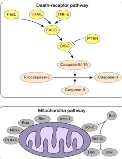 Figure 9. Mechanisms of apoptosis in cancer. Extrinsic pathway  (top) and Intrinsic pathway (bottom) (Jiang et al., 2015) 