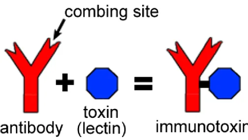 Figure 11. Basic illustration of the composition of an immunotoxin  