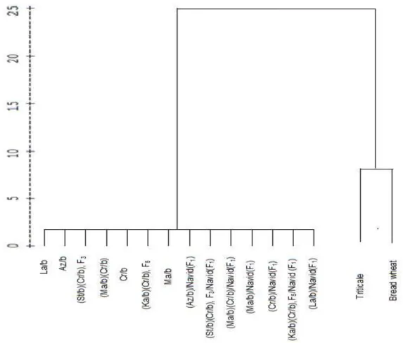 Figure  1.  The  tree  dendrogram  of  cluster  analysis  ( Squared  Euclidean  distance)   for  grain yield, fertility and 1000 grains weight in Tritipyrum derived genotypes, promising  Triticale line and Iranian bread wheat cultivar ‘Navid’.