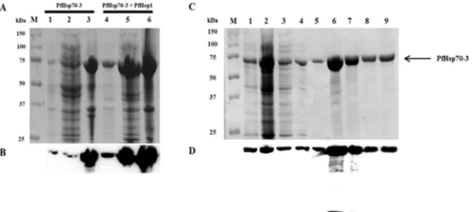 Fig 2. PfHep1 enhanced the solubility of PfHsp70-3 and facilitated native purification