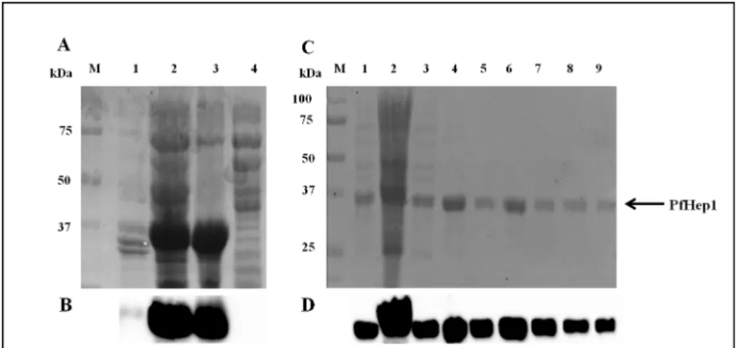Fig 3. Solubilization and purification of PfHep1. (A) SDS-PAGE (10%) analysis of the solubility of PfHep1 before and after addition of sarcosyl