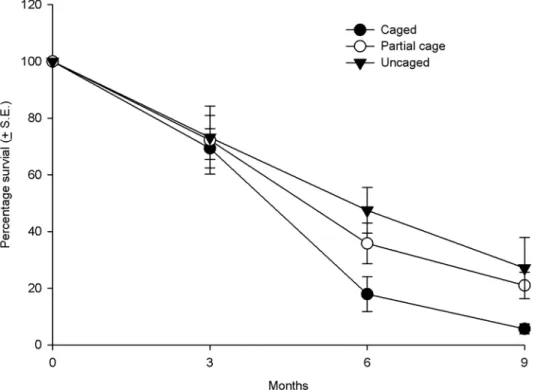 Fig 3. Average survival of coral recruits in the different treatments (uncaged, partially caged and caged) over a nine month period in the post settlement experiment.