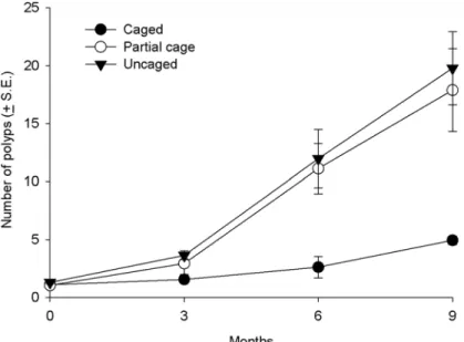 Fig 4. Average growth (number of polyps) of coral recruits in the different treatments (uncaged, partially caged and caged) over a nine month period in the post settlement experiment.