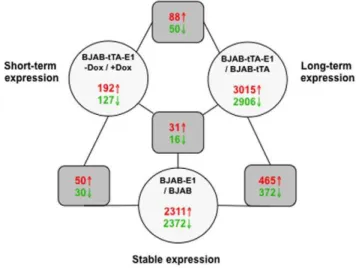 Figure 1. Summary of differentially regulated genes in EBNA-1 expressing cells. The numbers of differentially regulated genes in short-term, long-term and stable EBNA-1 expressing cells are shown.