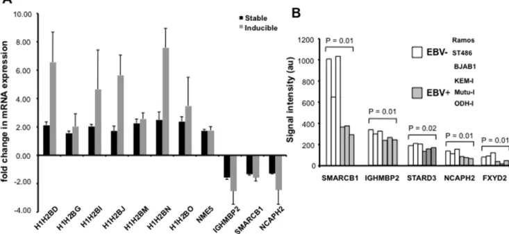 Table 3. Expansion of selected GO categories during prolonged EBNA1 expression.