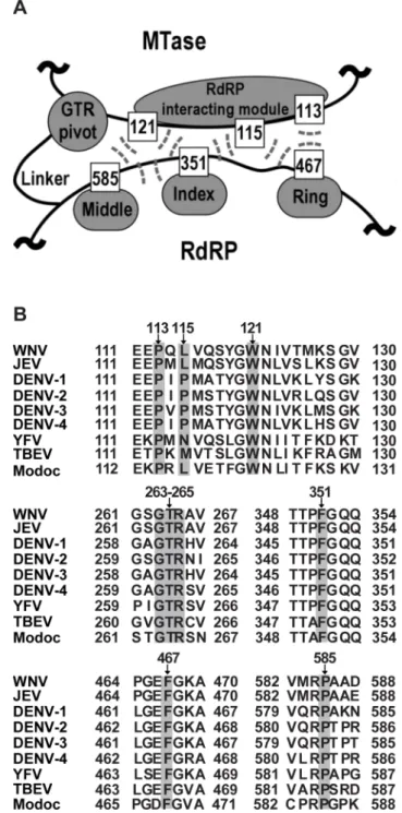Figure 1. Hydrophobic network and GTR sequence of JEV NS5 are highly conserved in the Flavivirus genus