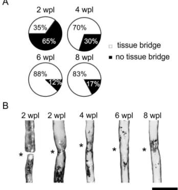 Figure 3. New tissue forms within the spinal cord transection site in adult zebrafish