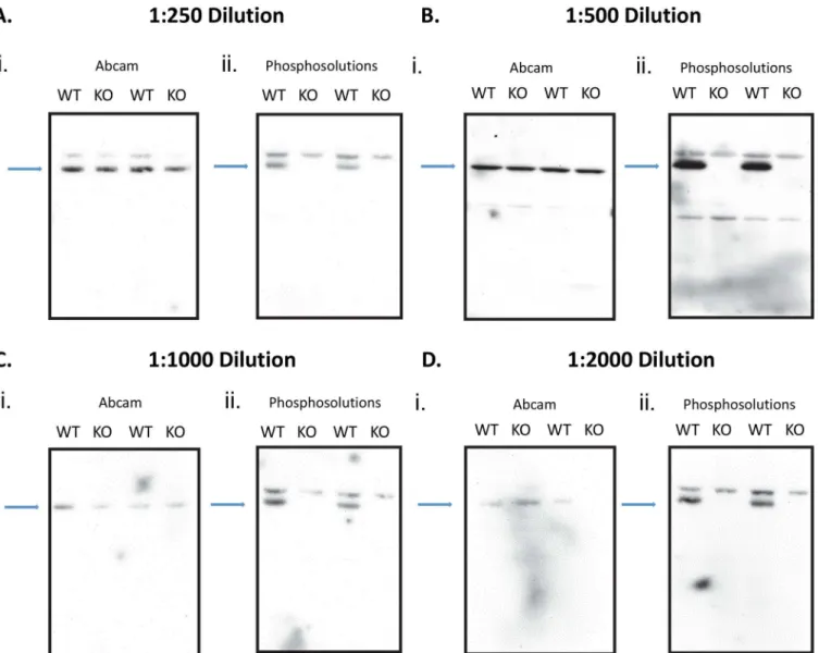 Fig 5. Comparison of S499-Phosphorylated FMRP Expression Between Antibodies. We examined phosphorylated levels of FMRP in Fmr-1 wildtype (WT) and knockout (KO) mice using 4 concentrations of the abcam 1 and PhosphoSolutions 1 antibody