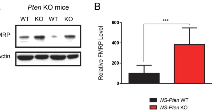Fig 1. NS-Pten KO leads to increased expression of FMRP. Hippocampal tissue from NS-Pten wildtype (WT) and knockout (KO) mice were examined for total FMRP levels using western blotting