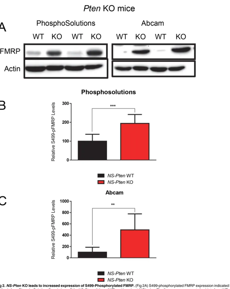 Fig 2. NS-Pten KO leads to increased expression of S499-Phosphorylated FMRP. (Fig 2A) S499-phosphorylated FMRP expression indicated by the antibody from PhosphoSolutions 1 and abcam 1 for NS-Pten wildtype (WT) and knockout (KO) mice