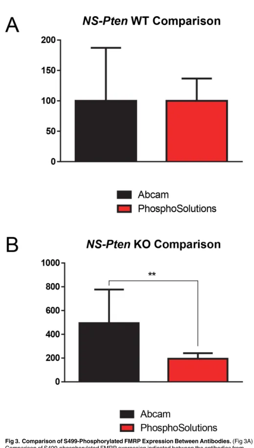 Fig 3. Comparison of S499-Phosphorylated FMRP Expression Between Antibodies. (Fig 3A) Comparison of S499-phosphorylated FMRP expression indicated between the antibodies from PhosphoSolutions 1 and abcam 1 in NS-Pten WT mice (Fig 3B) Comparison of S499-phos