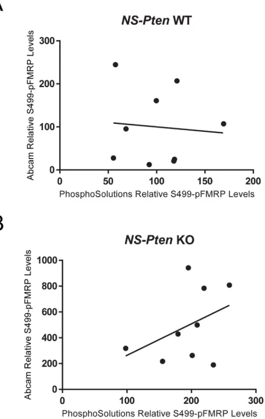 Fig 4. Comparison of S499-Phosphorylated FMRP Expression Between Antibodies. (Fig 4A)