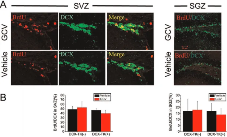 Figure 5. BrdU/DCX dual-immunopositive cells in SVZ and dentate SGZ of vehicle- and GCV-treated, wild type and DCX-TK transgenic mice, 12 weeks after MCAO