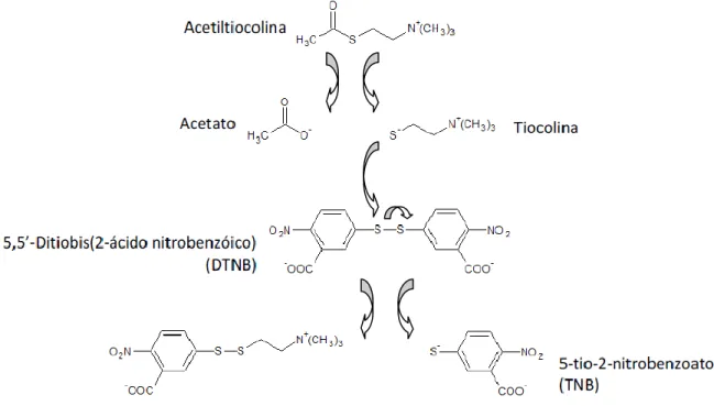 Figura  3  –  Reacção  química  de  Ellman  usada  para  determinar  a  actividade  anti-acetilcolinesterase