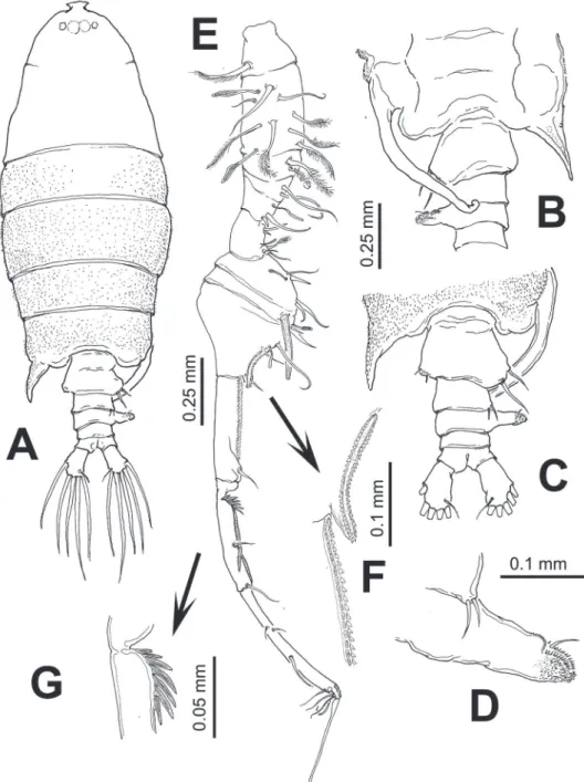 Figure 4. Pontellopsis lubbockii (Giesbrecht) from the Mexican Paciic. Adult male A habitus, dorsal  view B urosome, ventral view C same, dorsal view D detail of process on right margin of third urosomite  E geniculate antennule F detail of ornamentation o