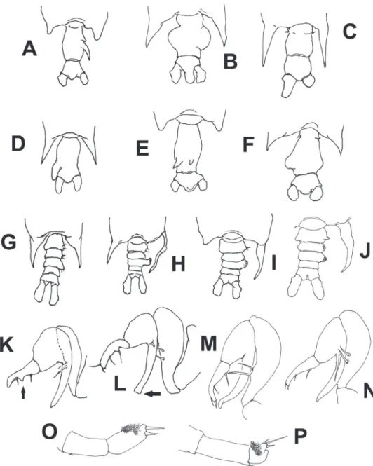Figure 6.  Schematic illustrations of characters used in the identiication key to species of Pontellopsis  from the Eastern Tropical Paciic