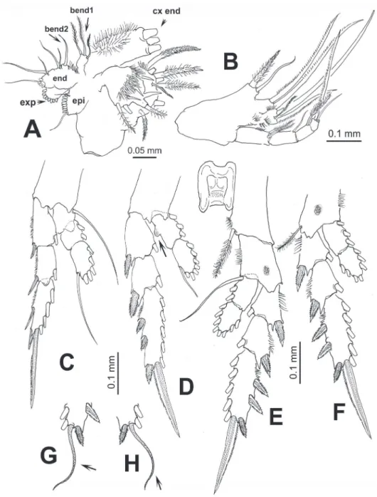 Figure 3. Pontellopsis lubbockii (Giesbrecht) from the Mexican Paciic. Adult female A maxillule showing ar- ar-mature of coxal endite (cx end distal spiniform elements cut short), proximal basal endite (bend1), distal basal  endite (bend2), epipodite (epi)